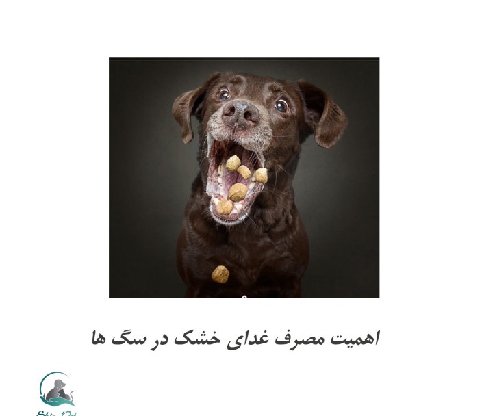 اهمیت مصرف غذای خشک در سگ ها