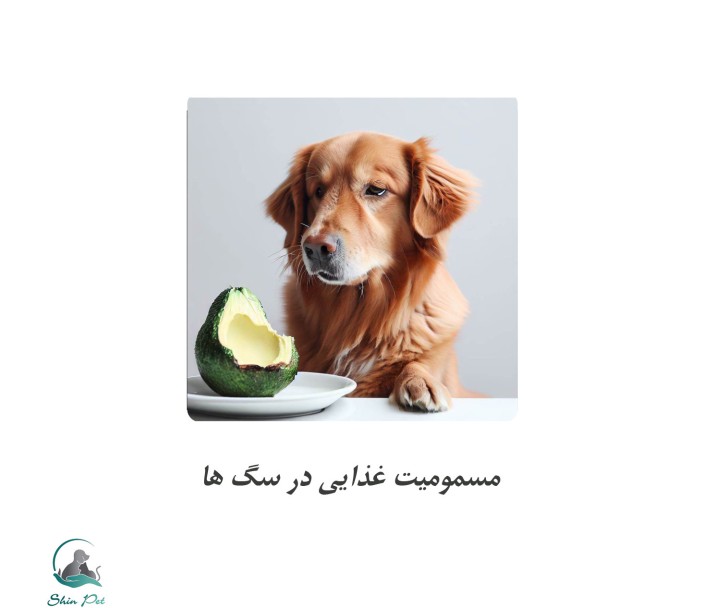غذاهایی که می‌توانند سگ شما را مسموم کنند!