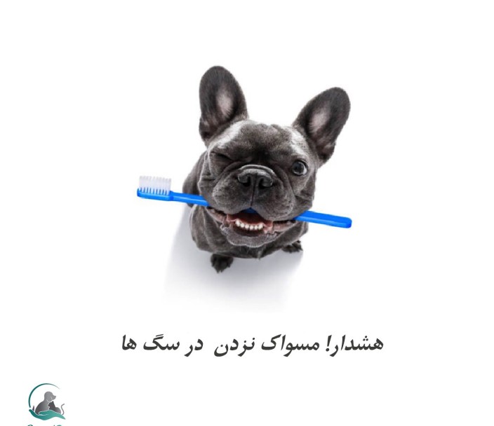 چرا مسواک نزدن دندان سگ‌ها می‌تواند بسیار خطرناک باشد؟