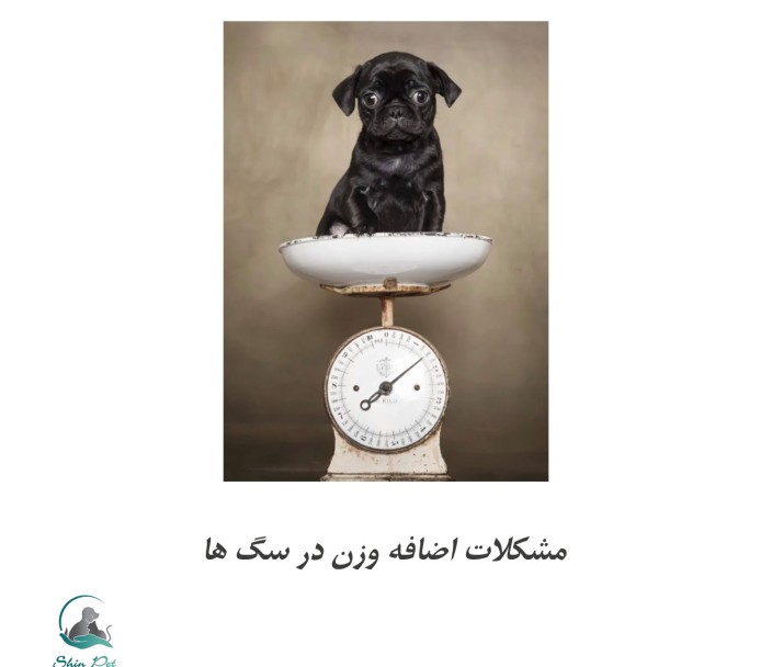 چاقی در سگ‌ها؛ خطری پنهان که نباید نادیده بگیرید!