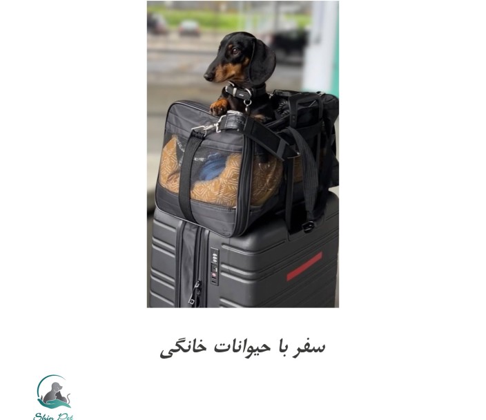 سفری ایمن با حیوان خانگی