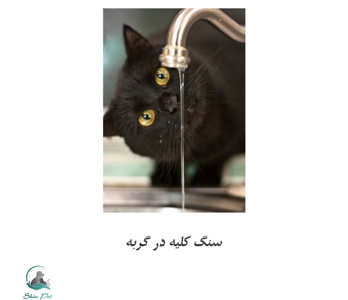 6 روش کلیدی برای پیشگیری از سنگ کلیه در گربهها 6 روش کلیدی برای پیشگیری از سنگ کلیه در گربهها