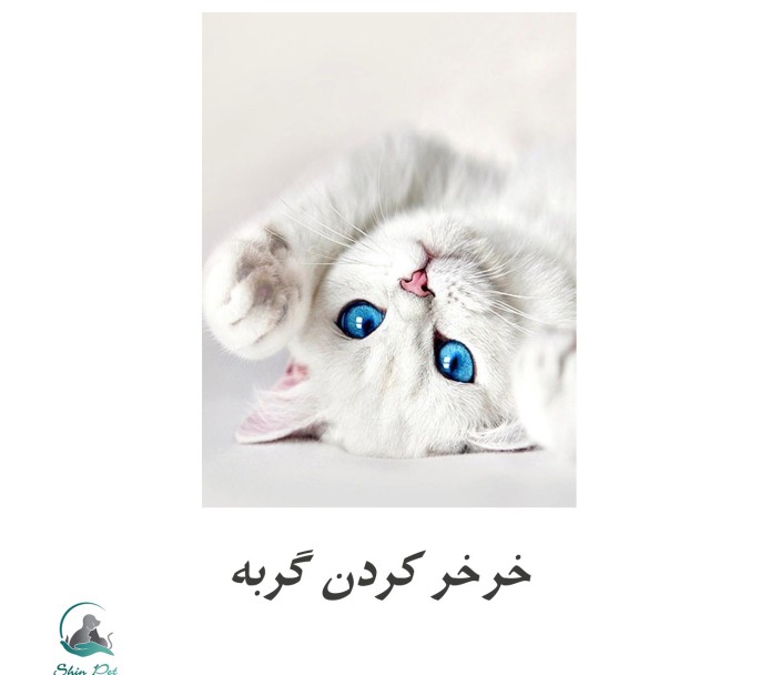 خرخر کردن گربهها خرخر کردن گربهها