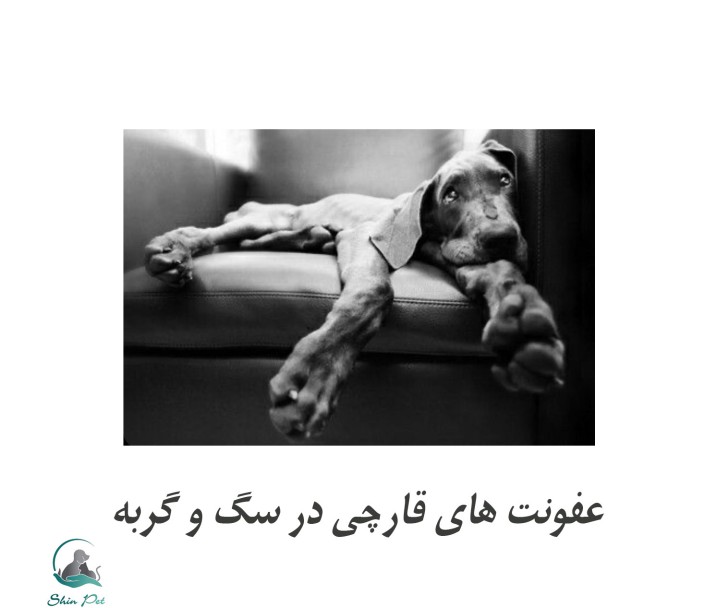عفونت های قارچی در سگ و گربه عفونت های قارچی در سگ و گربه