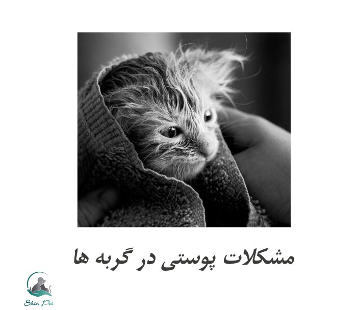 چگونه از بروز مشکلات پوستی در گربهها جلوگیری کنیم؟ چگونه از بروز مشکلات پوستی در گربهها جلوگیری کنیم؟