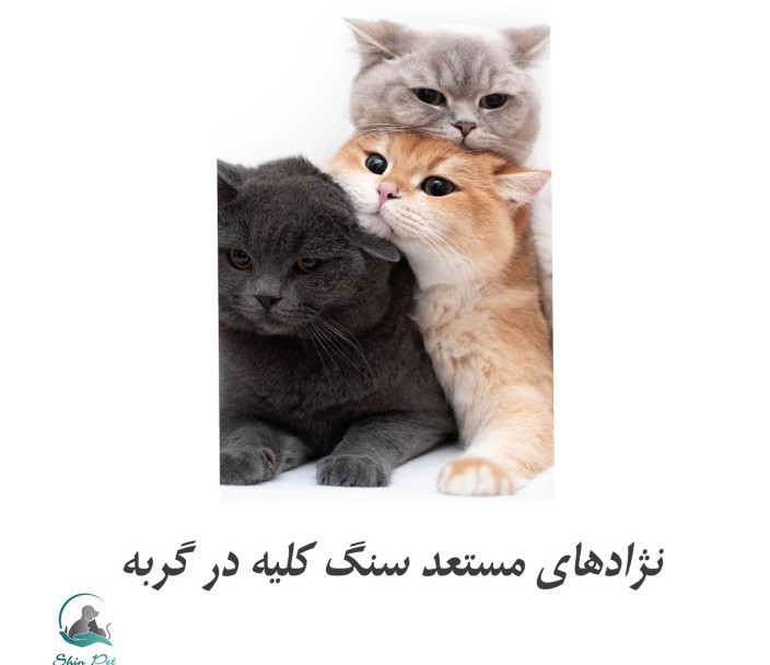 نژادهای گربه مستعد سنگ کلیه نژادهای گربه مستعد سنگ کلیه