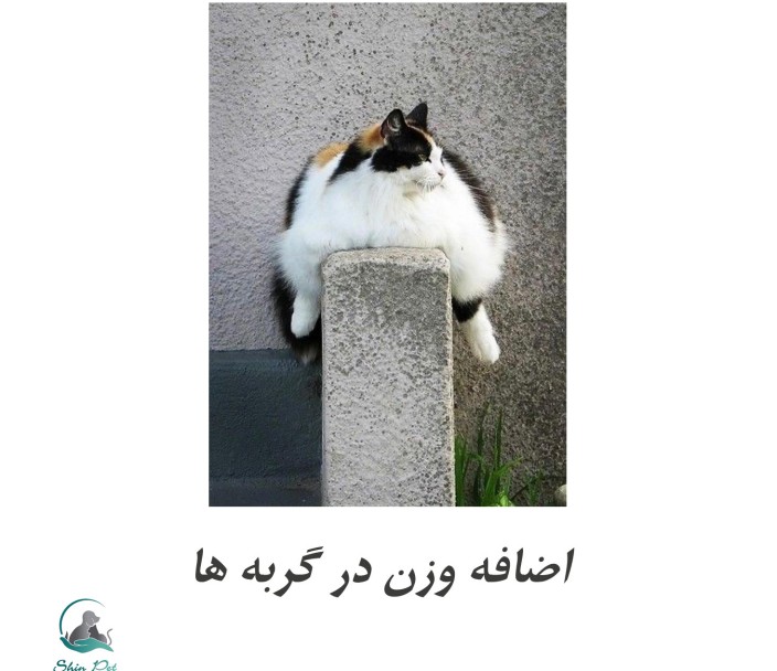 دانستنیهایی طلایی برای جلوگیری از چاقی گربه ها و عوارض آن دانستنیهایی طلایی برای جلوگیری از چاقی گربه ها و عوارض آن