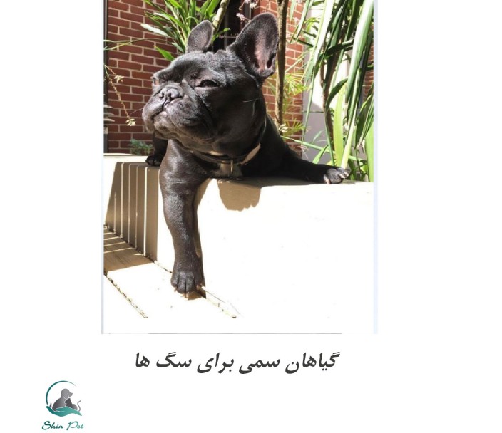 گیاهان سمی برای سگ ها
