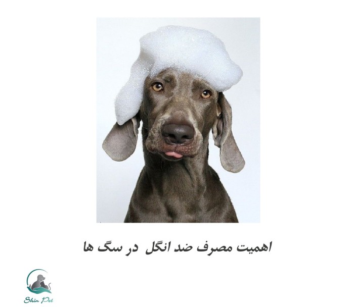 اهمیت مصرف ضدانگل در سگ ها